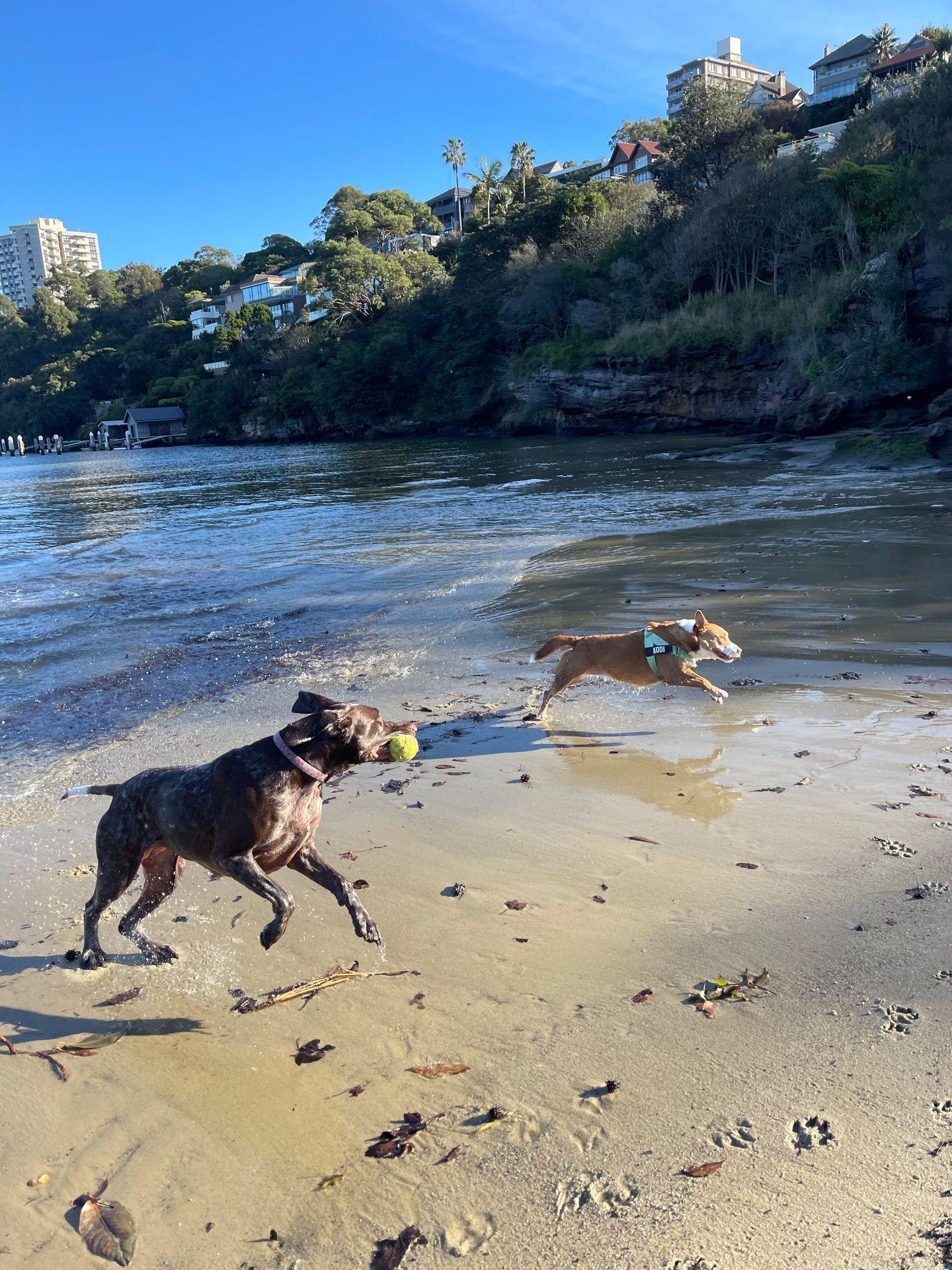 Two dogs running energetically in the water near Cremorne Point, Sydney, with their dog walker. 