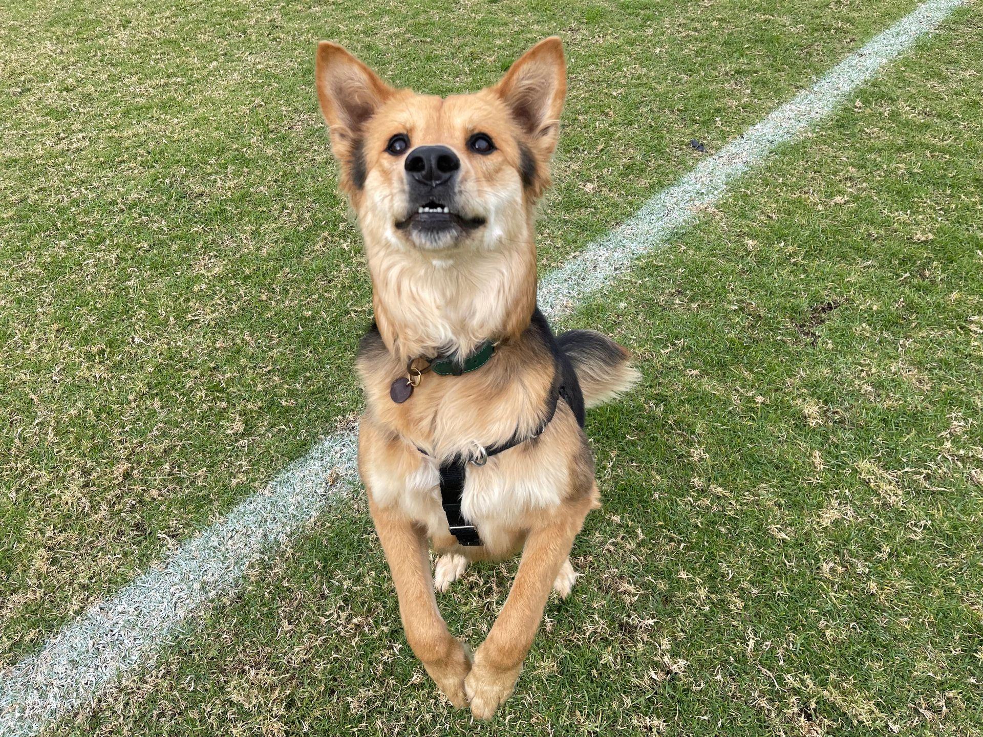 Frequently asked questions for dog walking services in Northern Beaches, Sydney, Australia