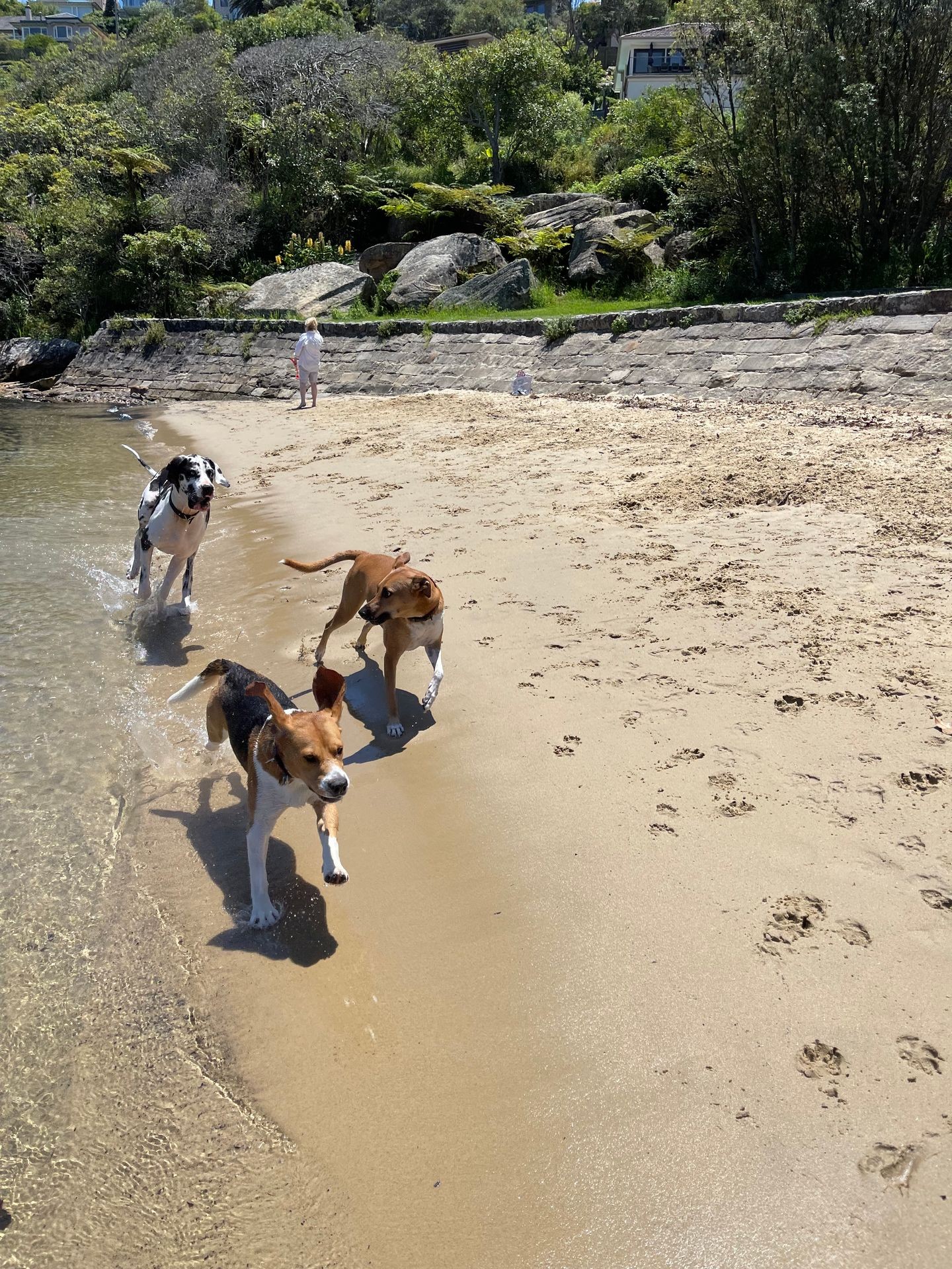 Three dogs running along a sandy beach near the water, with trees and rocks in the background.
