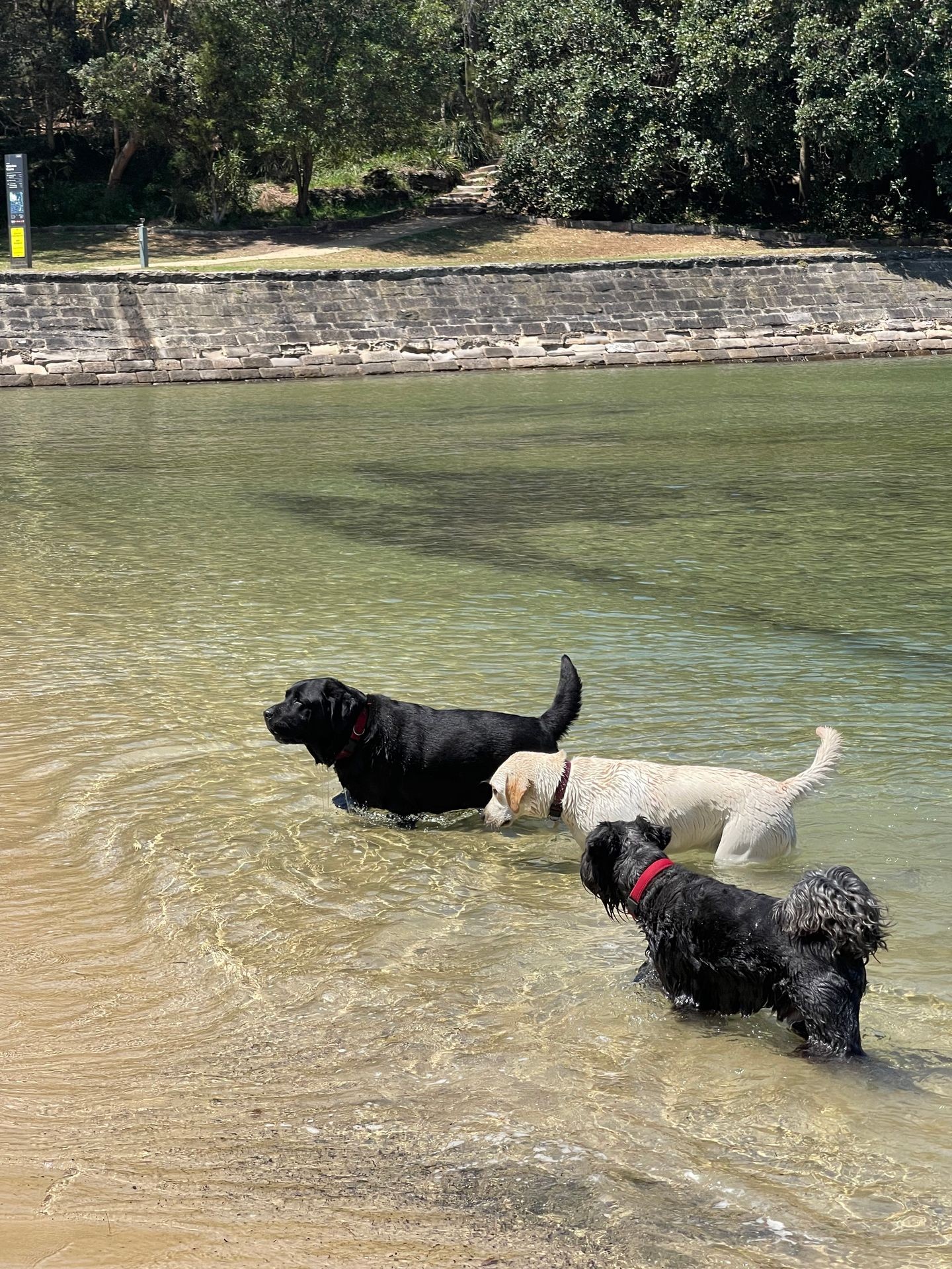 Three dogs swimming in the water in Cremorne, Sydney, with rocks, trees and grass in the background. 