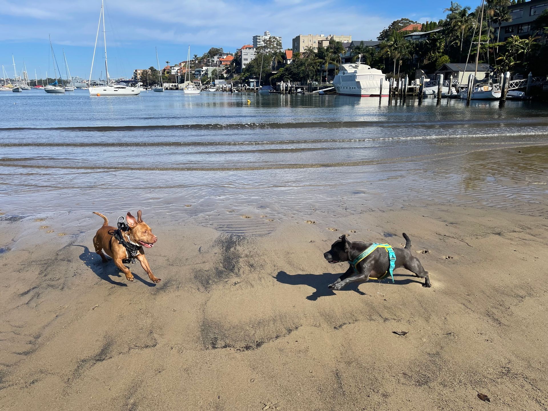 Dog walker enjoys watching the dogs have a run and play on the beach in Cremorne, Sydney. 