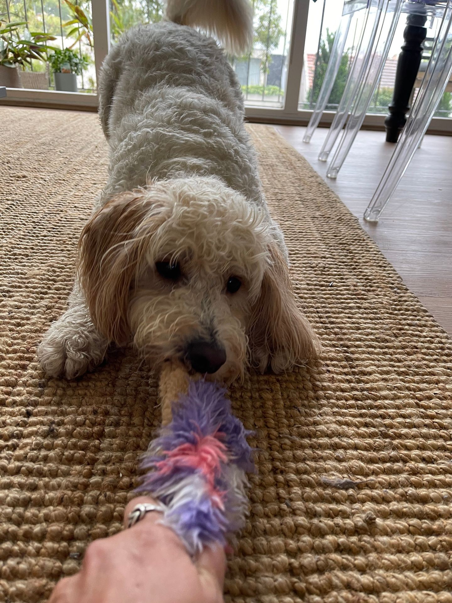 Fluffy dog playing tug-of-war Dog with a colorful rope toy on a woven rug indoors.