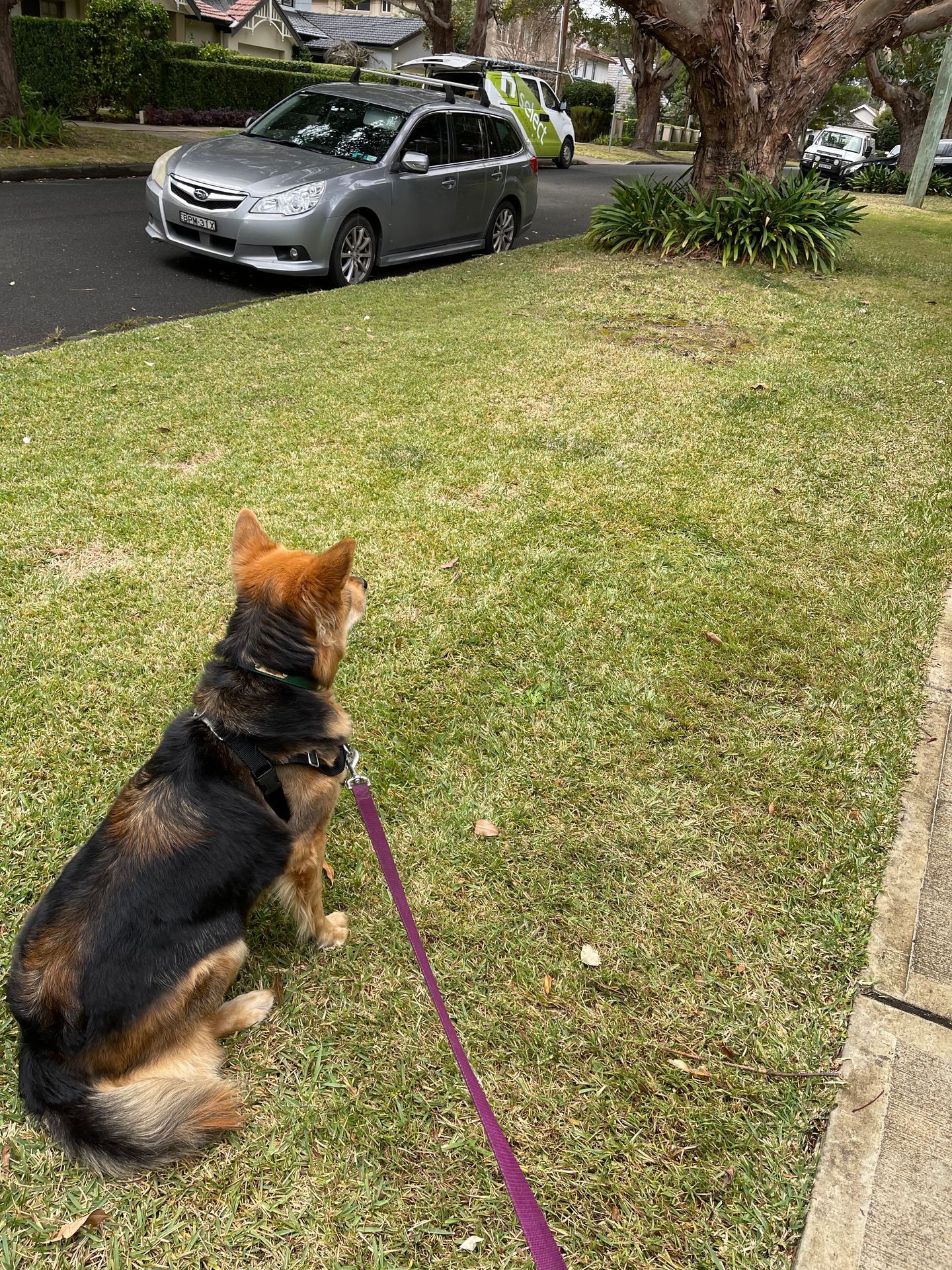 Dog on a leash sitting on grass, facing parked cars on a suburban street.