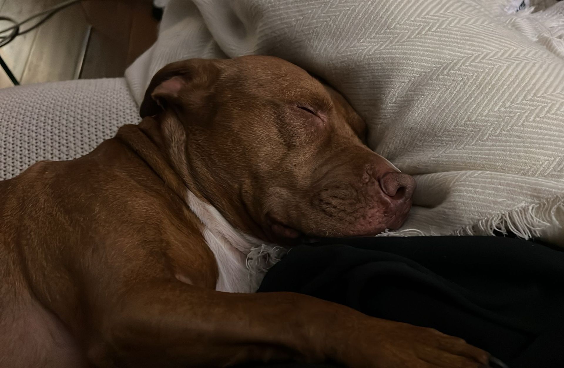 Brown dog sleeping peacefully on a cream-colored pillow.